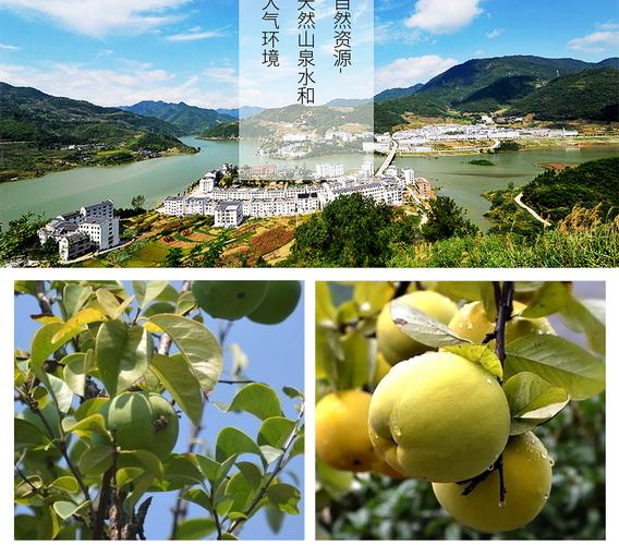 陕西安康白河木瓜酒逸牌木瓜王子酒32度礼盒装果味配制酒陕南特产